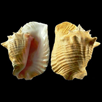 حکاکی گوهرشناسی